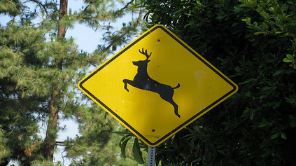 deer deer