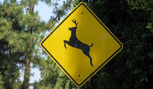 deer insurance